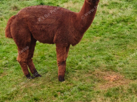 Female chestnut brown alpaca