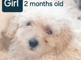 BEAUTIFUL TEDDY BEAR PUPPY FOR SALE