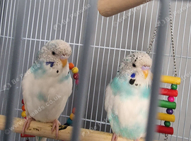 Budgie