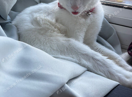1 year old cat