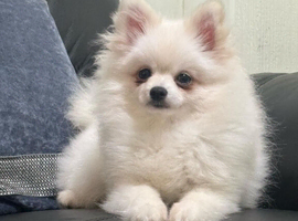 Stunning little Pomeranian KC white boy