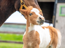 Handsome 2-Week-Old Welsh Pony Colt Foal &ndash; Healthy & Well Bred