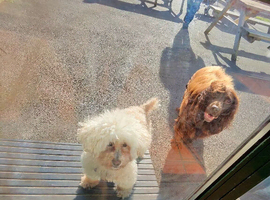 Choco & Mabelle &ndash; Bonded Pair Looking for Their Forever Home