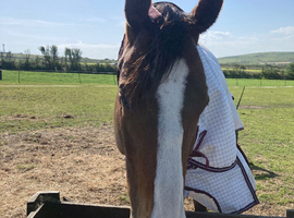 Lovely 15.3hh 6yr old Mare