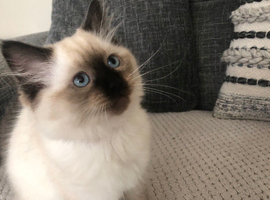 Beautiful Ragdoll kitties