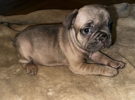 4 male puppy&rsquo;s
