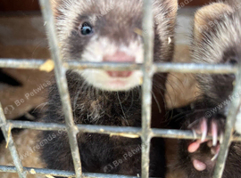 Young male Polecat