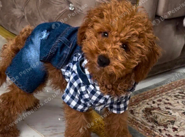 Miniature poodle boy