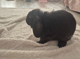 Beautiful 4.5‑Month‑Old Mini Lop Female Looking for a Loving Home
