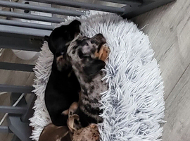 Chiweenies for sale to a good home