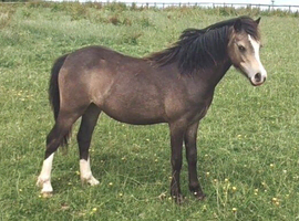 Yearling Section A filly