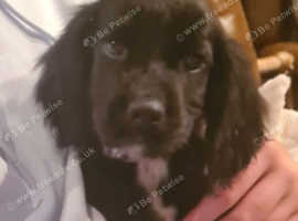 Stunning, vet checked F1 Sprocker puppies from KC Cocker x KC ESS