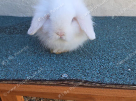 Mix lion head/ mini lop baby for sale