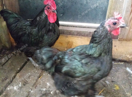 Pair of Austrolop Bantam