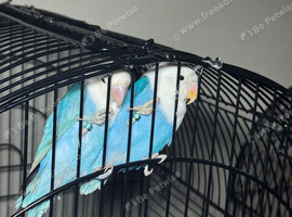 Baby lovebirds Glasgow