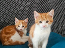 Kittens for sale