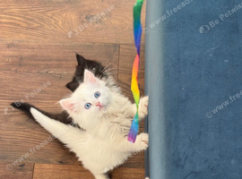 Ragdoll x Turkish Angora kittens