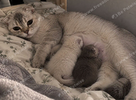 Scottish fold x British shorthair kitten!