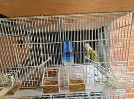 Pair breeding budgies & 1 Male budgie
