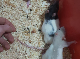 Male rats