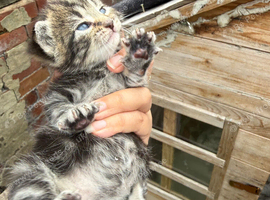 Beautiful kittens