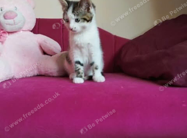 Selling 2 lovely kittens
