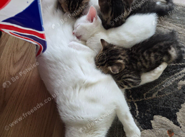5 x beautiful kittens
