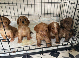Merle cockapoo puppies