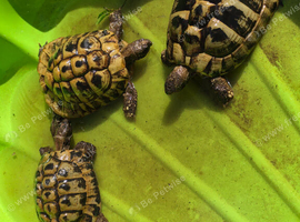 Trio of hermann tortoises with outdoor enclosure