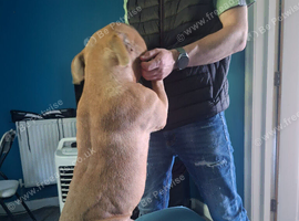 American pocket bully
