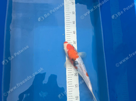 Koi for sale