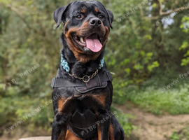 Beautiful proven Rottweiler Stud