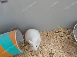 2 Male Dwarf Roborovski Hamsters