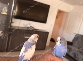 Budgeese for sale