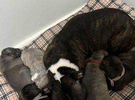 Puppies for sale