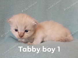 Champion bred male ragdoll kittens