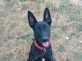 6 month old working Dutch shepherd female