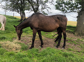 Sport horse broodmare. Reg sport horse