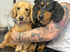 Miniature long haired dachshund