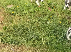 Two stunning grey and white pups for sale