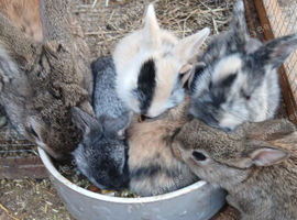 Rabbit