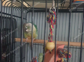 Pine apple conure