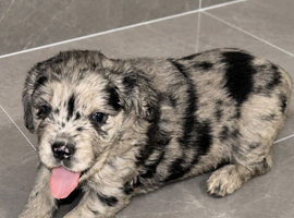 Springer/fluffy frenchies