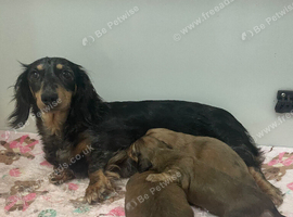 READY NOW - Long Hair Miniature Dachshund