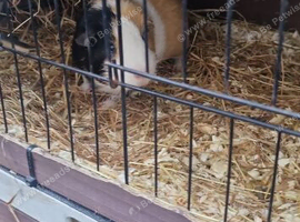 male guinea pig