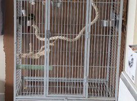 Conure, cage and travel bag