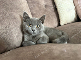 Gorgeous 16 week old blue kitten