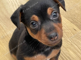 Jack Russell puppies