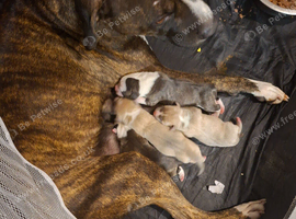 Staffys puppys for sale