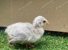 Young guinea fowl